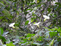Ipomoea ampullacea