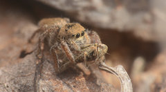 Habronattus borealis