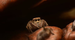 Habronattus coecatus