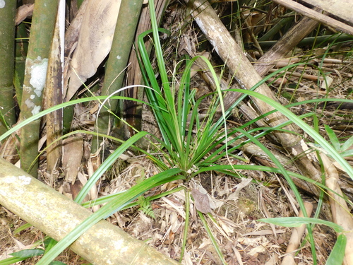 Carex cryptostachys observed 2026-02-10