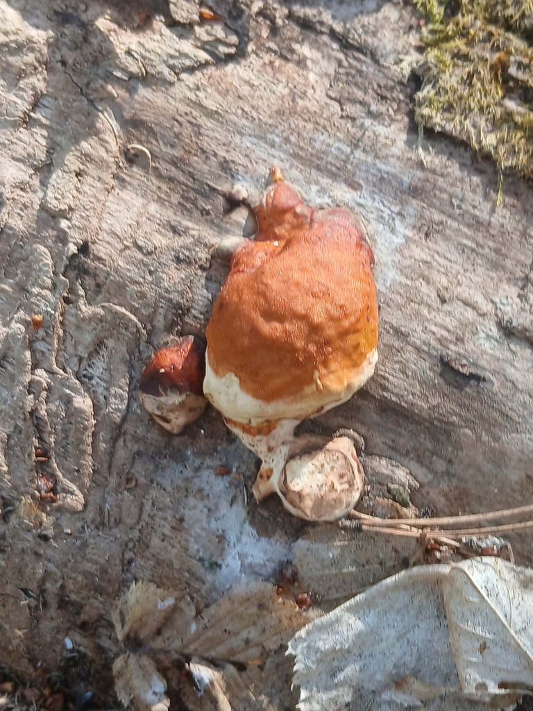Fomitopsis pinicola · April 2026 · photo: © vasyliuk1 (iNaturalist, cc-by)