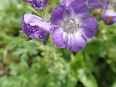 Phacelia patuliflora