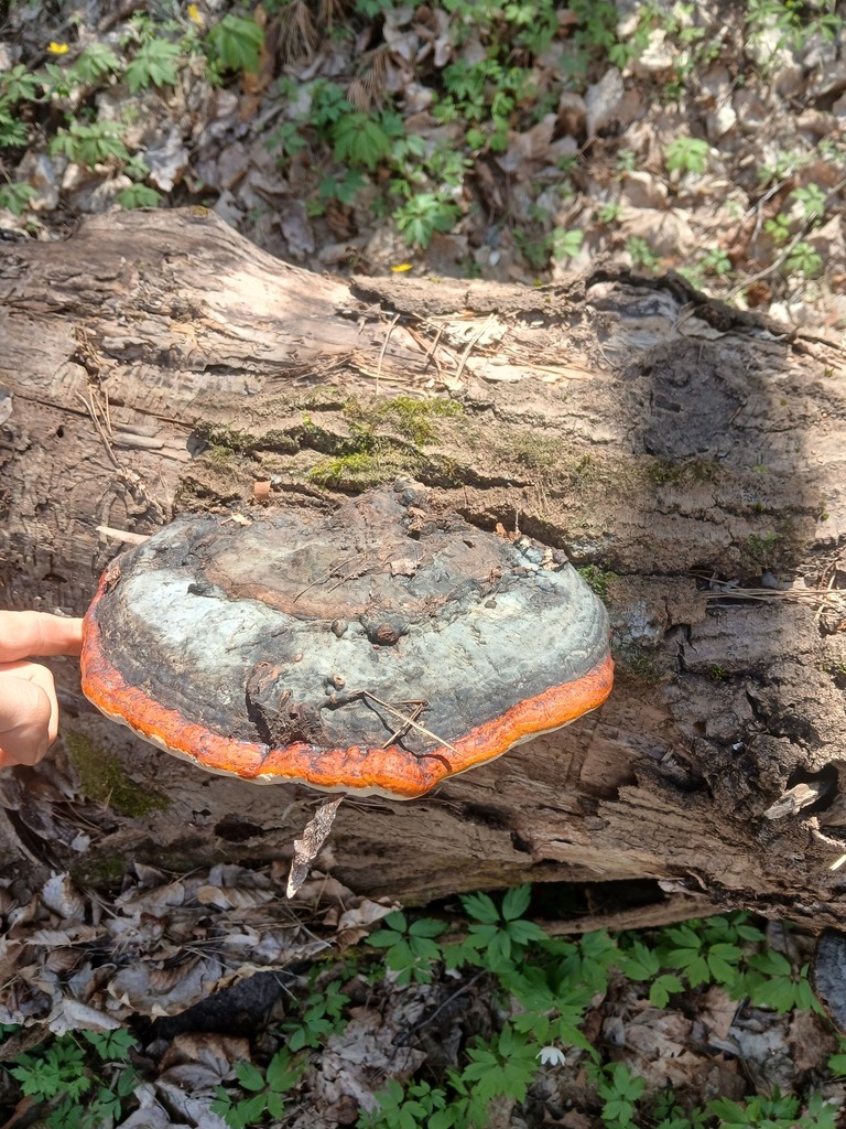Fomitopsis pinicola · April 2026 · photo: © vasyliuk1 (iNaturalist, cc-by)