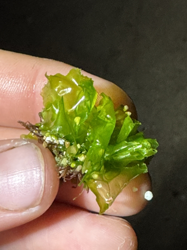 Ulva lactuca observed 2026-04-26