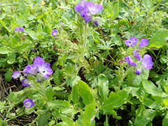 Phacelia patuliflora