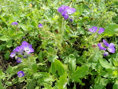 Phacelia patuliflora