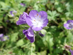 Phacelia patuliflora