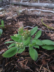 Phacelia mutabilis