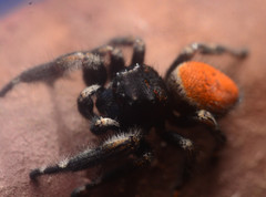 Phidippus princeps
