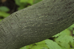 Euonymus macropterus