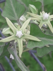 Araujia brachystephana