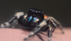 Phidippus princeps