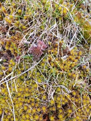 Pedicularideae