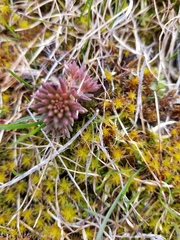 Pedicularideae