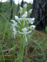 Habenaria clypeata