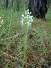 Habenaria clypeata