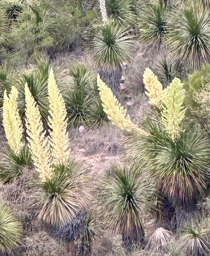 Small-flowered Mexican Bear Grass