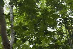 Euonymus macropterus