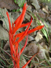 Pitcairnia