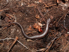 Chiropterotriton priscus