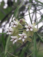 Funastrum gracile