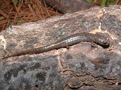 Chiropterotriton priscus