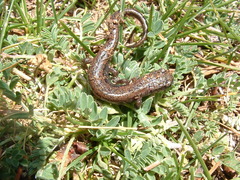 Chiropterotriton priscus