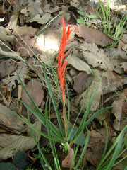 Pitcairnia