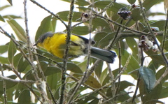 Myioborus melanocephalus