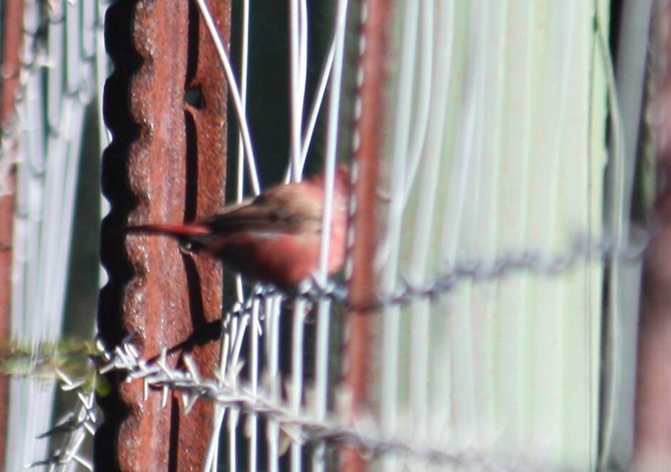 Jameson's Firefinch (Lagonosticta rhodopareia), photo 3