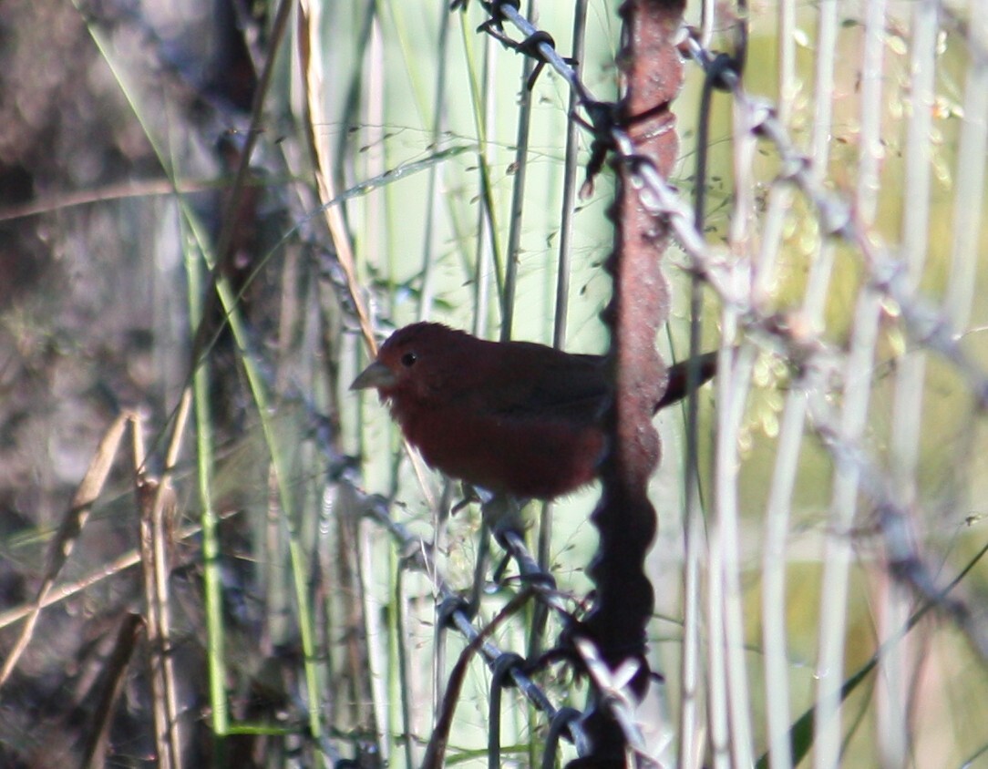 Jameson's Firefinch (Lagonosticta rhodopareia), photo 2