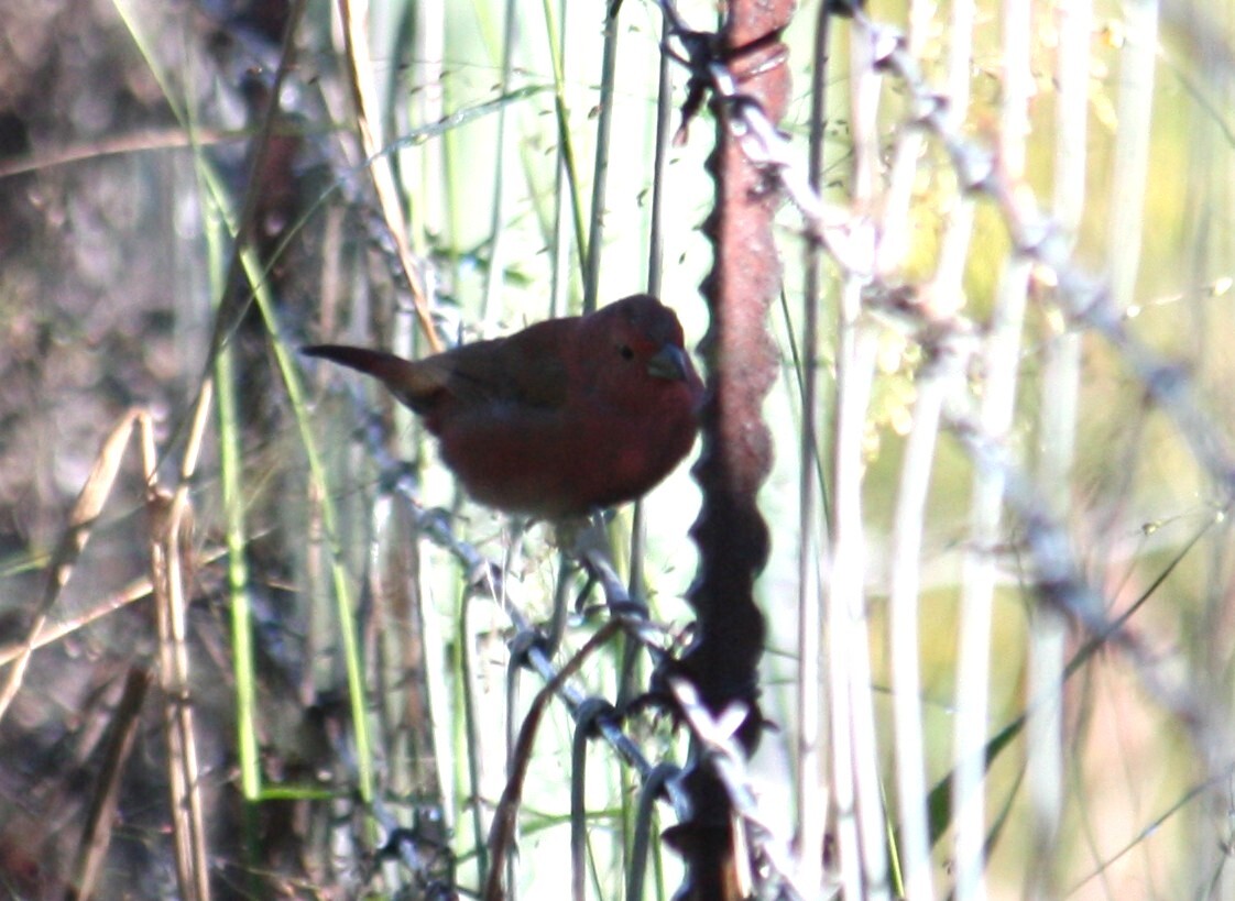 Jameson's Firefinch (Lagonosticta rhodopareia), photo 1