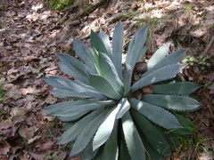 Agave guadalajarana