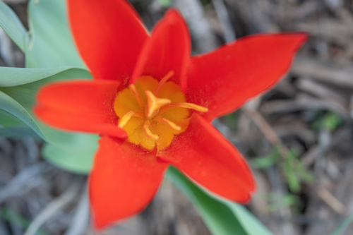 Tulipa kaufmanniana