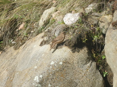 Upucerthia validirostris