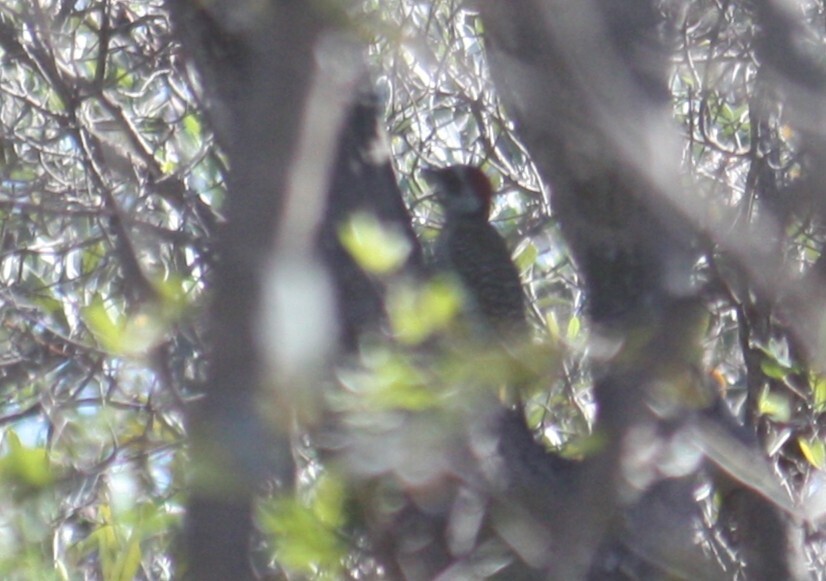 Bennett's Woodpecker (Campethera bennettii), photo 3