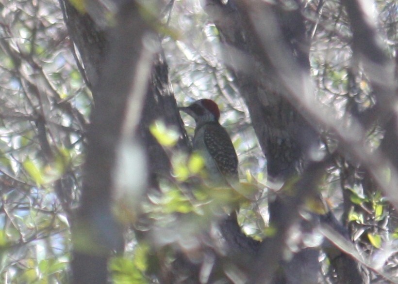 Bennett's Woodpecker (Campethera bennettii), photo 2