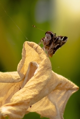 Thespieus macareus
