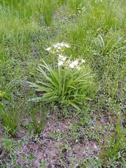Hymenocallis liriosme