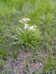 Hymenocallis liriosme