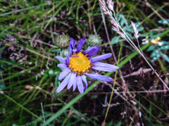 Symphyotrichum spathulatum