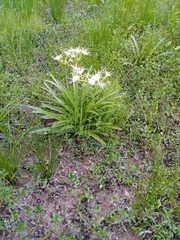 Hymenocallis liriosme