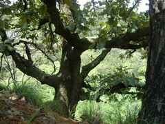 Quercus resinosa
