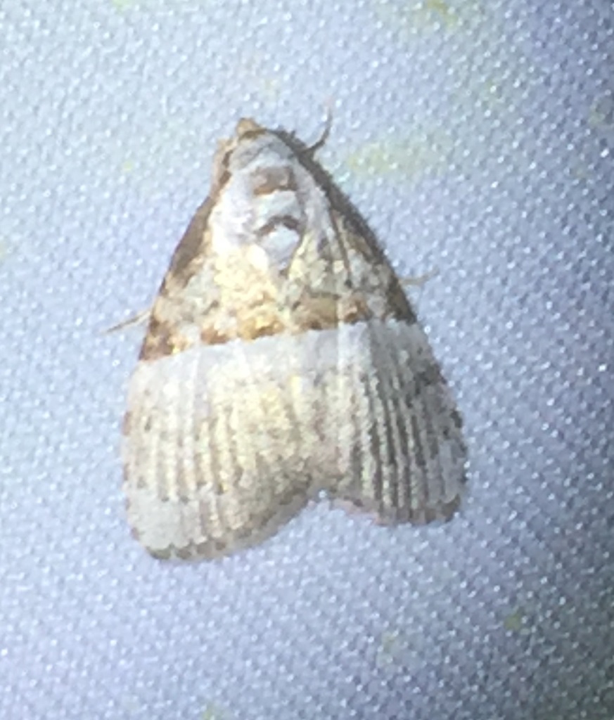 Acatapaustus ekeikei (Acatapaustus ekeikei)