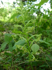 Habenaria novemfida