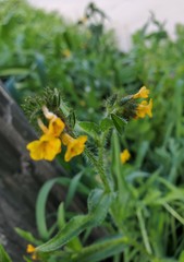 Amsinckia spectabilis