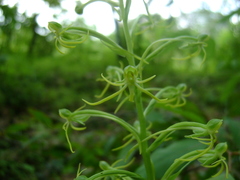 Habenaria novemfida