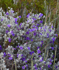Leucophyllum candidum