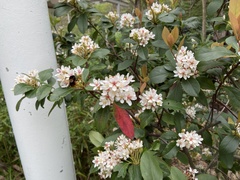 Bombus eximius