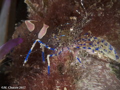 Periclimenes sagittifer